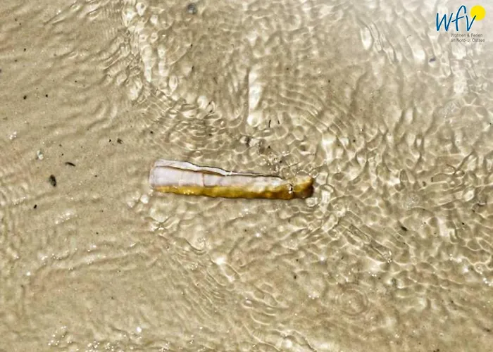 Haus Meeresluft Schwertmuschel Apartment